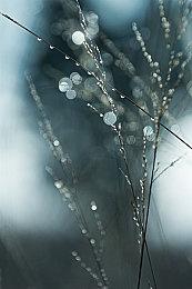 《星穹铁道》阿格莱雅角色PV 「致命浪漫」